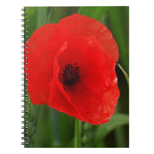 Rode papaver notitieboek (Voorkant)