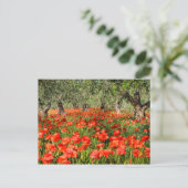 Rode papaver onder oude olijfbomen briefkaart (Staand voorkant)