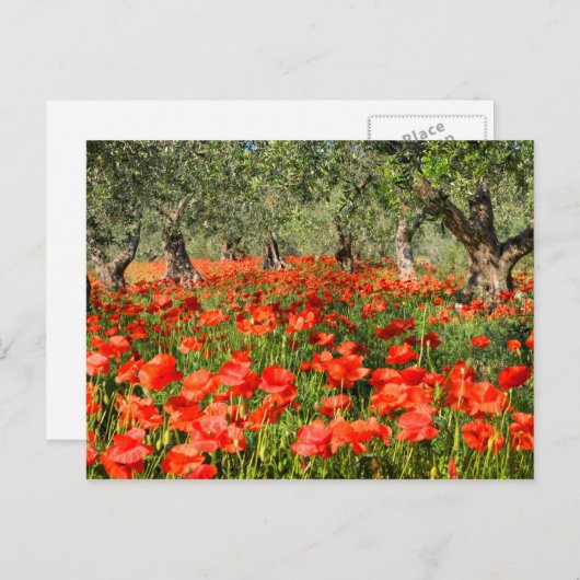 Rode papaver onder oude olijfbomen briefkaart (Voorkant / Achterkant)