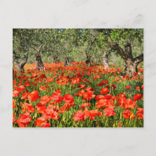 Rode papaver onder oude olijfbomen briefkaart