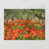 Rode papaver onder oude olijfbomen briefkaart (Voorkant)