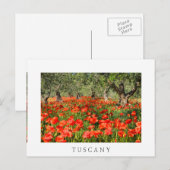 Rode papaver onder oude olijfbomen briefkaart (Voorkant / Achterkant)