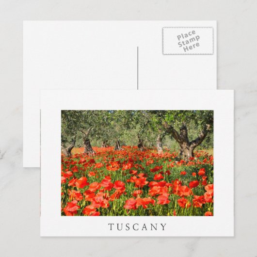 Rode papaver onder oude olijfbomen briefkaart (Voorkant / Achterkant)