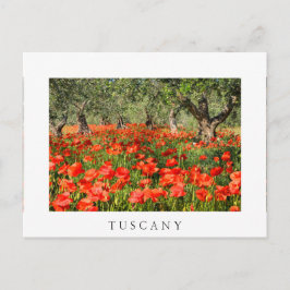 Rode papaver onder oude olijfbomen briefkaart