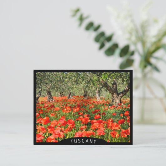 Rode papaver onder oude olijfbomen briefkaart (Staand voorkant)