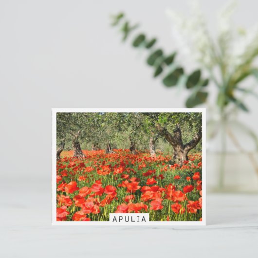 Rode papaver onder oude olijfbomen briefkaart (Staand voorkant)