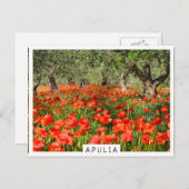 Rode papaver onder oude olijfbomen briefkaart (Voorkant / Achterkant)