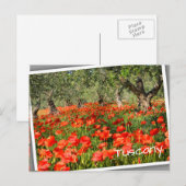Rode papaver onder oude olijfbomen briefkaart (Voorkant / Achterkant)