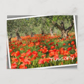 Rode papaver onder oude olijfbomen briefkaart (Voorkant)
