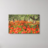 Rode papaver onder oude olijfbomen canvas afdruk (Voorkant)