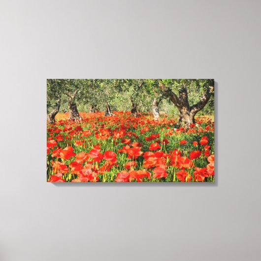 Rode papaver onder oude olijfbomen canvas afdruk (Voorkant)
