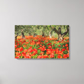 Rode papaver onder oude olijfbomen canvas afdruk (Voorkant)