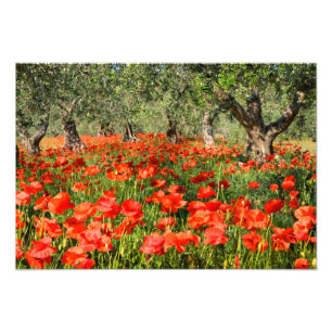 Rode papaver onder oude olijfbomen foto afdruk