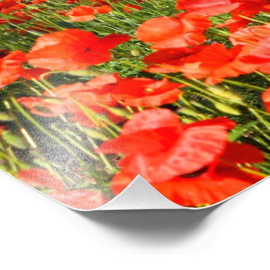 Rode papaver onder oude olijfbomen foto afdruk (Hoek)