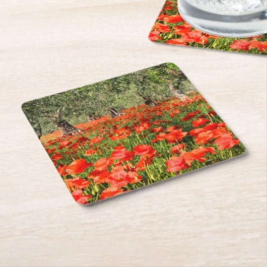 Rode papaver onder oude olijfbomen kartonnen onderzetters (Schuin)