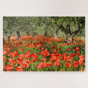 Rode papaver onder oude olijfbomen legpuzzel
