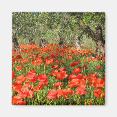 Rode papaver onder oude olijfbomen magneet (Voorkant)