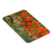 Rode papaver onder oude olijfbomen magneet (Rechterzijde)