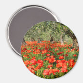 Rode papaver onder oude olijfbomen magneet (Voorkant / Achterkant)