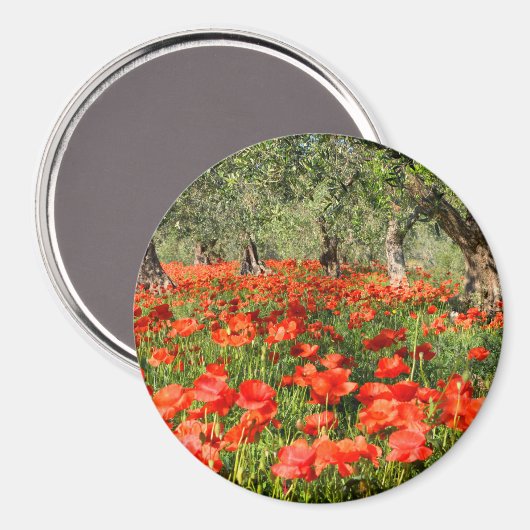 Rode papaver onder oude olijfbomen magneet (Voorkant / Achterkant)
