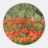 Rode papaver onder oude olijfbomen magneet (Voorkant)