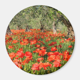 Rode papaver onder oude olijfbomen magneet