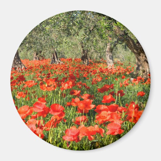 Rode papaver onder oude olijfbomen magneet (Voorkant)