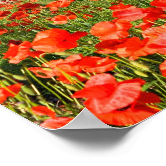 Rode papaver onder oude olijfbomen poster (Hoek)