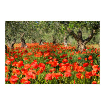 Rode papaver onder oude olijfbomen