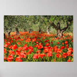 Rode papaver onder oude olijfbomen poster