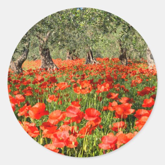 Rode papaver onder oude olijfbomen ronde sticker (Voorkant)