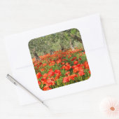 Rode papaver onder oude olijfbomen vierkante sticker (Envelop)