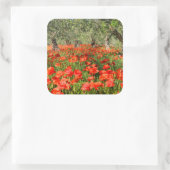 Rode papaver onder oude olijfbomen vierkante sticker (Tas)