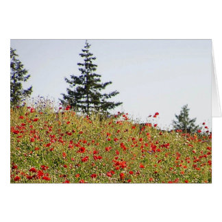 Rode papaver op een heuvelkaart