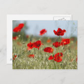 rode papaver op het veld briefkaart (Voorkant / Achterkant)