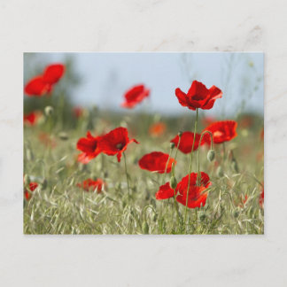 rode papaver op het veld briefkaart