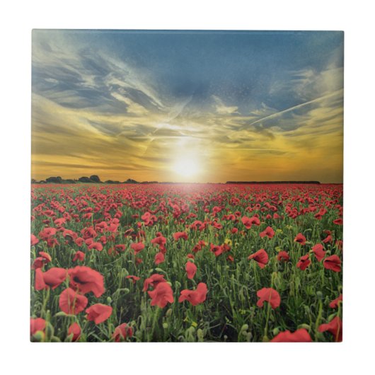 Rode papaver op zonsondergang tegeltje (Voorkant)