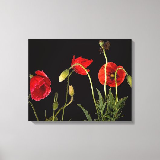 Rode papaver op zwart canvas afdruk (Voorkant)