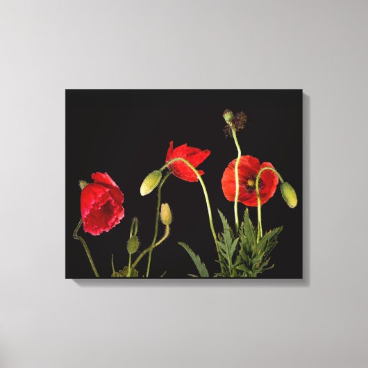Rode papaver op zwart canvas afdrukken (Voorkant)