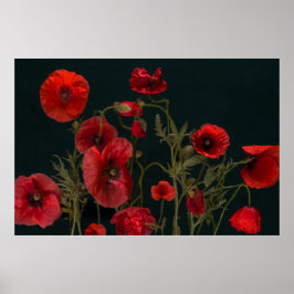 Rode papaver op zwart poster