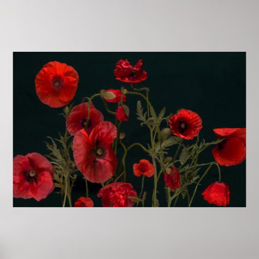 Rode papaver op zwart poster (Voorkant)