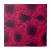 Rode papaver, papaver tegeltje (Voorkant)