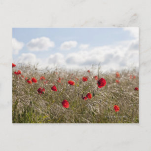 Rode papaver, Picardy, Somme, Pont Remy Briefkaart