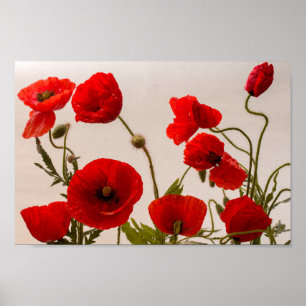 Rode papaver poster