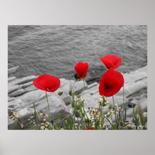 rode papaver poster (Voorkant)