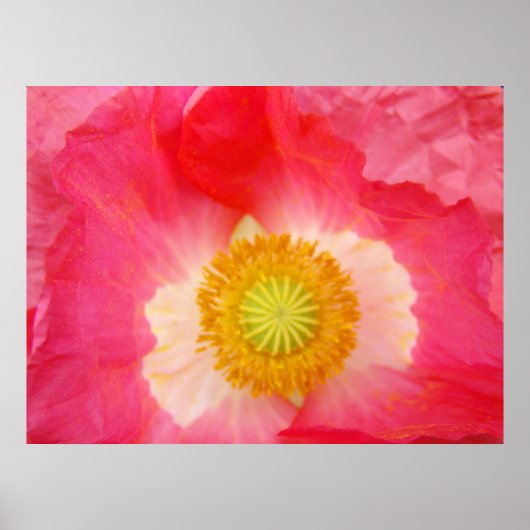 Rode papaver prints Oriental Poppy Flowers (Voorkant)