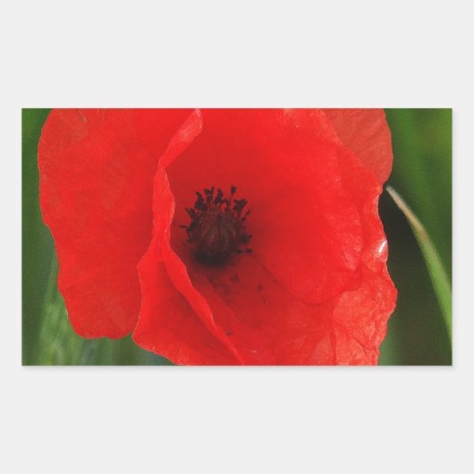 Rode papaver rechthoekige sticker (Voorkant)
