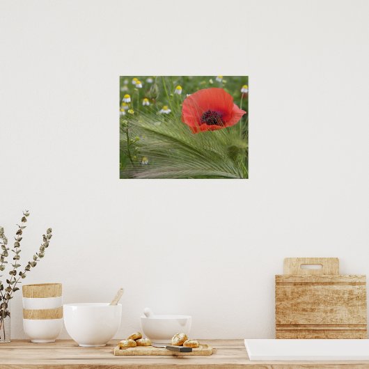 Rode papaver, Toscane, Italië Poster (Keuken)