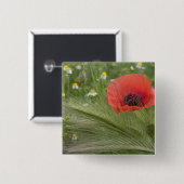 Rode papaver, Toscane, Italië Vierkante Button 5,1 Cm (Voorkant /achterkant)