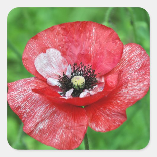 Rode papaver vierkante sticker (Voorkant)